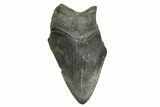Bargain, Fossil Megalodon Tooth - South Carolina #370010-1